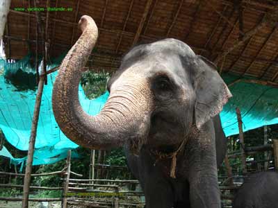 maison à louer pour vacances en thailande koh samui pas cherLe trekking d'éléphant peut être une expérience mémorable à ne pas manquer pendant votre séjour dans Samui. Ce peut être un temps passé populaire pour non seulement des individus mais également pour des familles avec des enfants. De nos jours il y a de nombreux camps autour de Samui qui offrent des tours d'éléphant le long d'une traînée par la jungle, plantations en caoutchouc et l'eau tombe. Un voyage peut durer n'importe où de 15 minutes à une heure selon les options que vous choisissez. Les expositions d'éléphant d'offre de quelques camps même ont exécuté par les éléphants qualifiés effectuant de diverses tâches. Les compagnies offrent la moitié ou le jour complet  